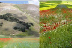 Castelluccio-bis-copia-Small